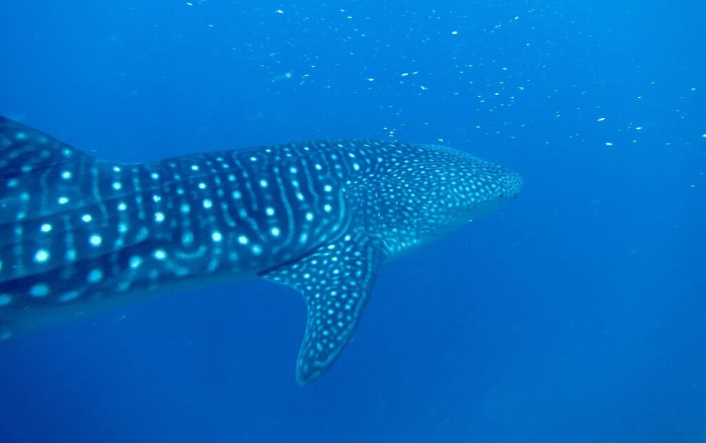 Um tubarão-baleia visto de três quartos por trás, o dorso listrado e manchado de branco, nadando num azul profundo salpicado de plâncton