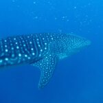 Um tubarão-baleia visto de três quartos por trás, o dorso listrado e manchado de branco, nadando num azul profundo salpicado de plâncton