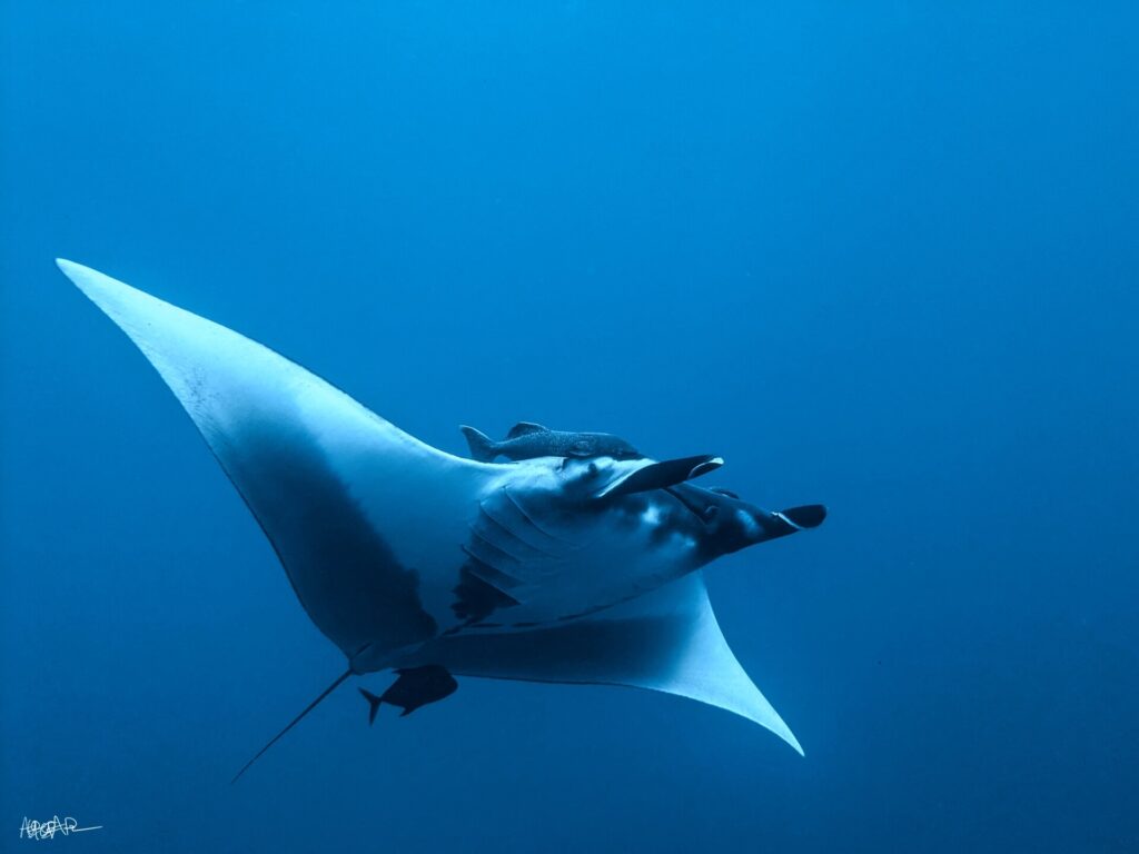 Uma manta-oceânica vista de baixo e de lado no azul, com a barriga branca, as nadadeiras cefálicas desenroladas, uma rêmora acima da cabeça e um peixinho escuro sob a cauda