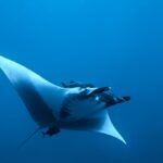 Uma manta-oceânica vista de baixo e de lado no azul, com a barriga branca, as nadadeiras cefálicas desenroladas, uma rêmora acima da cabeça e um peixinho escuro sob a cauda