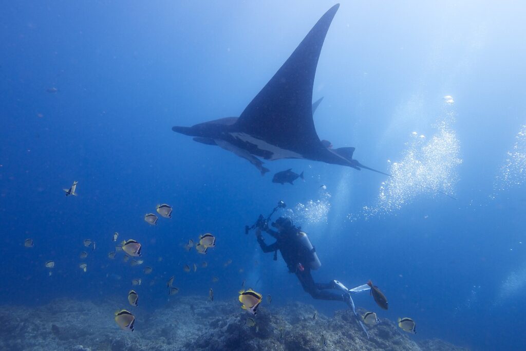 Uma manta oceânica negra, vista de baixo e inclinada sobre uma asa, passa acima de um fotógrafo submarino, com um cardume de peixes-borboleta-barbeiro amarelos e pretos perto do fundo rochoso e bolhas à direita.