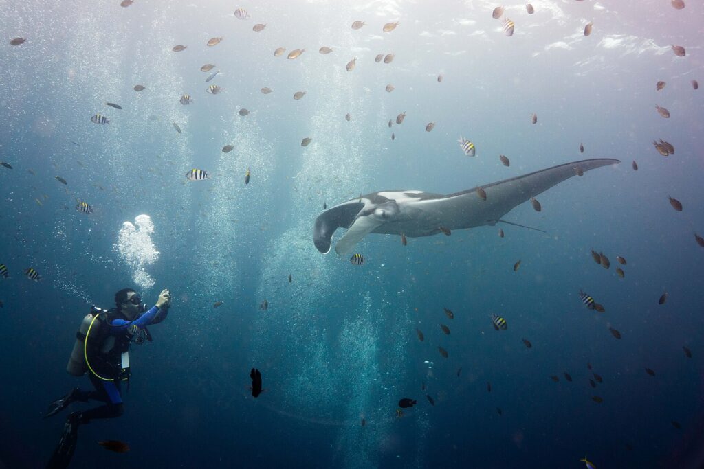 Uma manta oceânica cinza de ombros brancos, com os lobos cefálicos desenrolados, avança para um mergulhador que a fotografa à esquerda, no meio de uma nuvem de sargentinhos listrados e pequenos peixes marrons sob uma superfície luminosa.