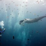 Uma manta oceânica cinza de ombros brancos, com os lobos cefálicos desenrolados, avança para um mergulhador que a fotografa à esquerda, no meio de uma nuvem de sargentinhos listrados e pequenos peixes marrons sob uma superfície luminosa.