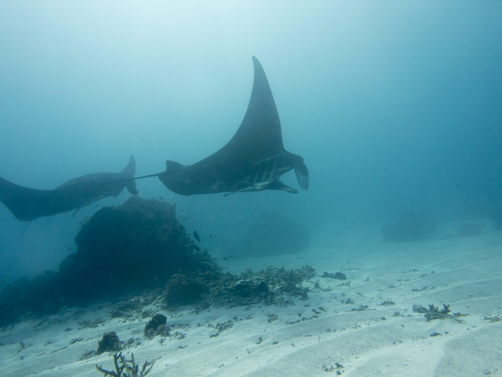 Duas raias-manta-de-recife passam acima de um bloco de coral e de um fundo de areia, com uma asa erguida para a superfície, numa água leitosa