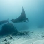 Duas raias-manta-de-recife passam acima de um bloco de coral e de um fundo de areia, com uma asa erguida para a superfície, numa água leitosa