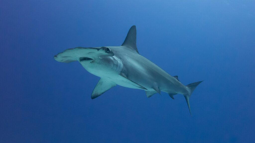 Um tubarão-martelo-recortado de três quartos numa água azul profunda, sem fundo visível