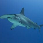 Um tubarão-martelo-recortado de três quartos numa água azul profunda, sem fundo visível