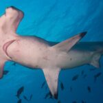 Um tubarão-martelo-recortado visto de baixo, com o ventre branco e as fendas branquiais visíveis, cercado de peixinhos numa água azul