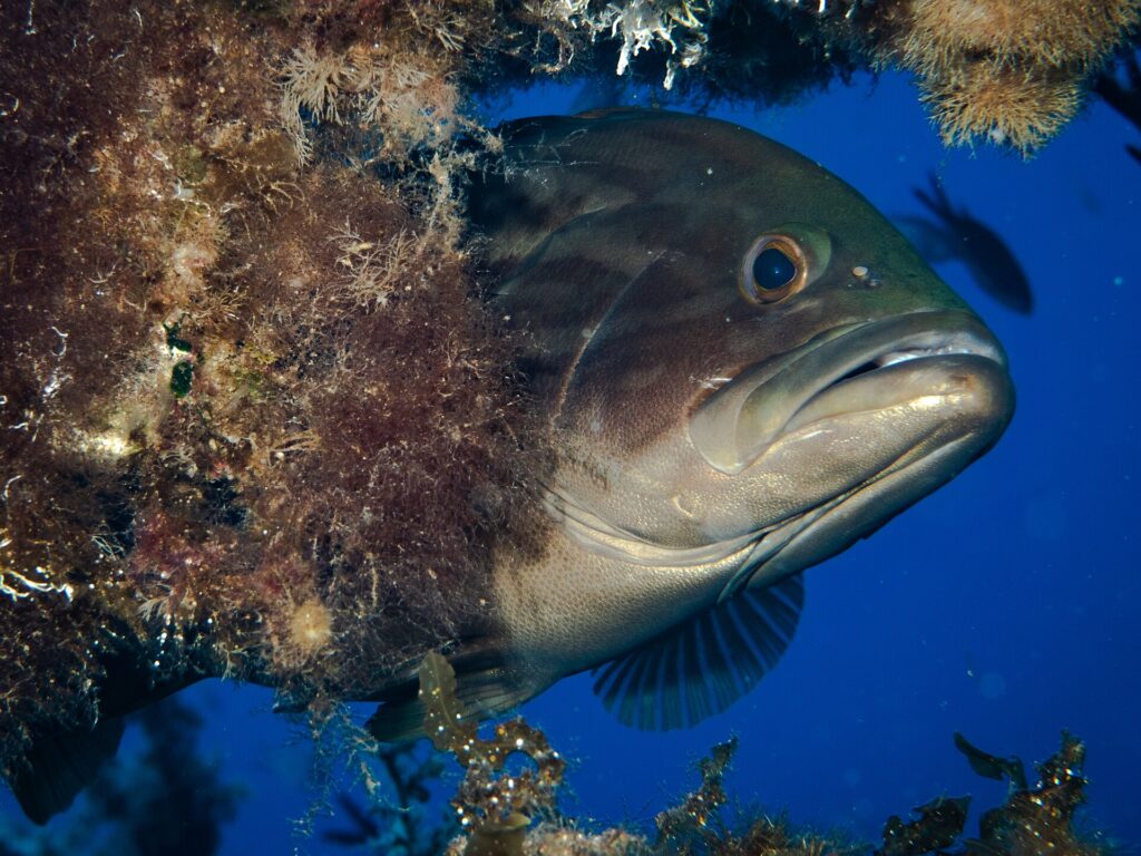 Close de uma garoupa-verdadeira pondo a cabeça para fora de uma saliência coberta de algas, em água azul: cabeça maciça marrom-escura com marmorizado mais escuro, olho grande e saltado, lábios grossos e boca grande entreaberta de mandíbula inferior saliente, garganta mais clara.