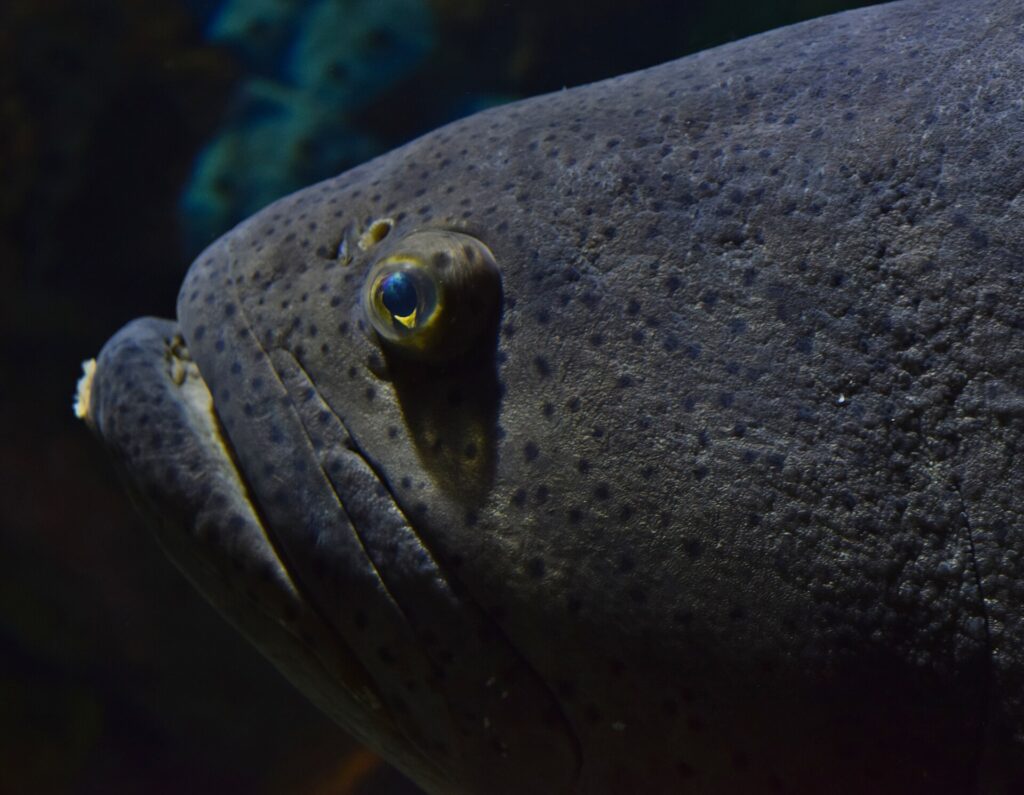 Close da cabeça cinza-escura de uma garoupa-gigante, crivada de pontinhos pretos, com um olho pequeno contornado de amarelo e lábios grossos