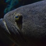 Close da cabeça cinza-escura de uma garoupa-gigante, crivada de pontinhos pretos, com um olho pequeno contornado de amarelo e lábios grossos