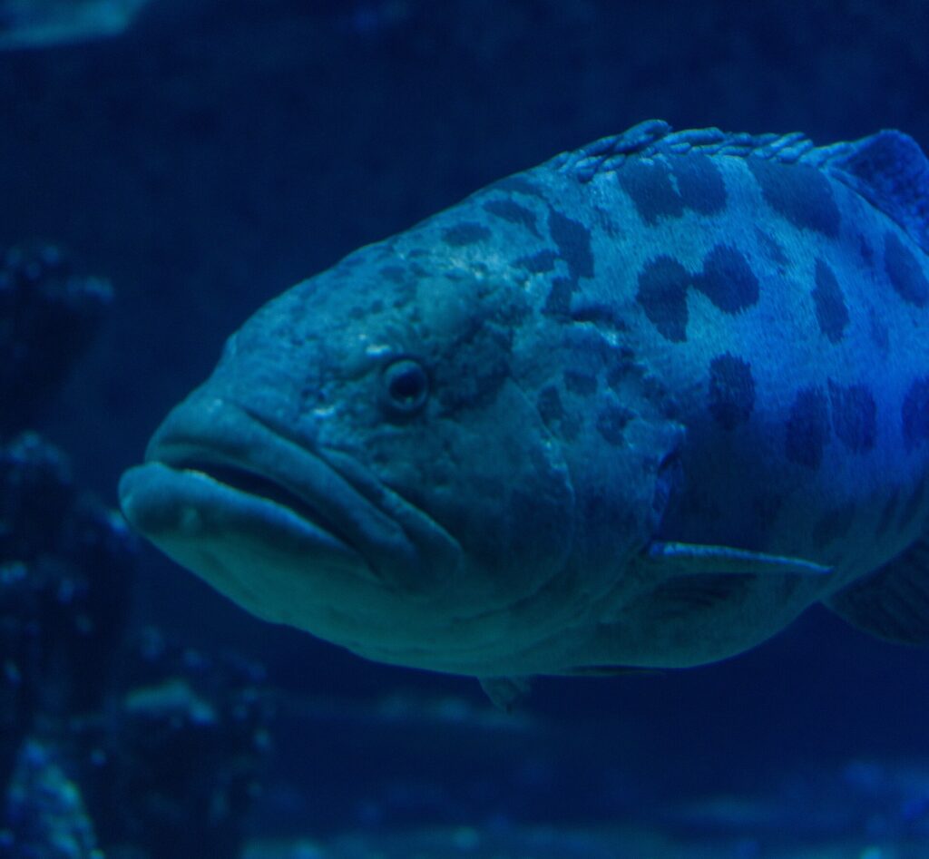 Close da cabeça de uma garoupa-batata de lábios grossos, o olho rodeado de marcas escuras e grandes manchas na parte de cima do corpo, em água azul-escura