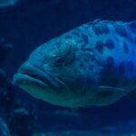 Close da cabeça de uma garoupa-batata de lábios grossos, o olho rodeado de marcas escuras e grandes manchas na parte de cima do corpo, em água azul-escura