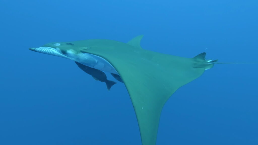 Uma raia-mobula vista de baixo e de lado, ventre branco, asas em forma de foice verde-oliva, com duas rêmoras presas embaixo dela, numa água azul límpida