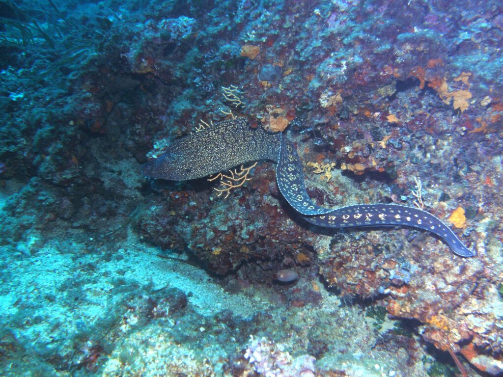 Uma moreia-do-mediterrâneo nada fora da toca ao longo de um paredão rochoso, com a cabeça à esquerda: corpo longo de serpente sem nadadeiras peitorais, marrom-escuro marmorizado de amarelo-claro na frente e salpicado de manchas claras em rosetas perto da cauda.