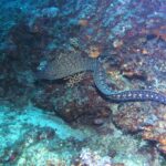 Uma moreia-do-mediterrâneo nada fora da toca ao longo de um paredão rochoso, com a cabeça à esquerda: corpo longo de serpente sem nadadeiras peitorais, marrom-escuro marmorizado de amarelo-claro na frente e salpicado de manchas claras em rosetas perto da cauda.