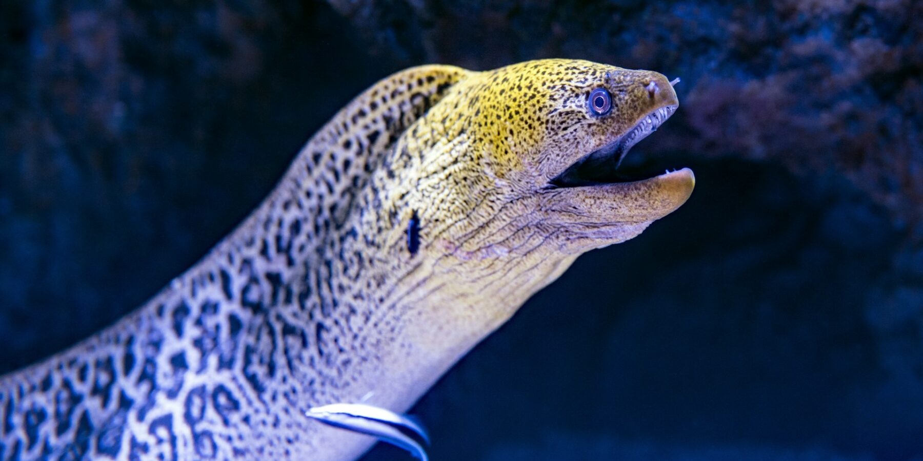 Uma moreia-gigante sai da fenda, com a cabeça amarela pintada e a boca aberta, e um bodião-limpador encostado no flanco