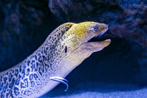 Uma moreia-gigante sai da fenda, com a cabeça amarela pintada e a boca aberta, e um bodião-limpador encostado no flanco
