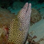 Uma moreia-leopardo, branca com manchas marrons, erguida fora da toca de boca aberta, sobre um fundo de areia e coral