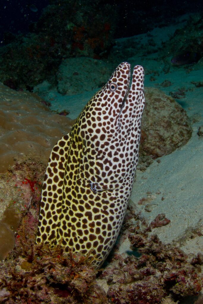 Uma moreia-leopardo, branca com manchas marrons, erguida fora da toca de boca aberta, sobre um fundo de areia e coral