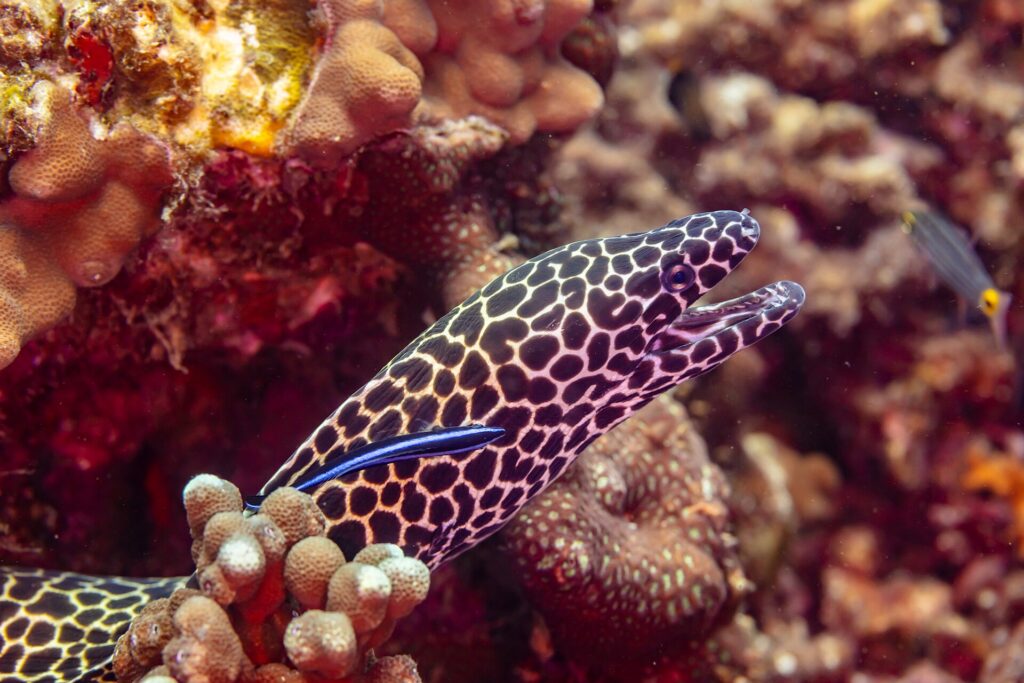 Uma moreia-leopardo de cabeça manchada de preto e branco, boca aberta, fora da toca, com um bodião-limpador azul no flanco, fotografada em Omã