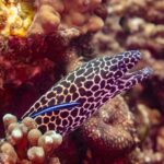 Uma moreia-leopardo de cabeça manchada de preto e branco, boca aberta, fora da toca, com um bodião-limpador azul no flanco, fotografada em Omã
