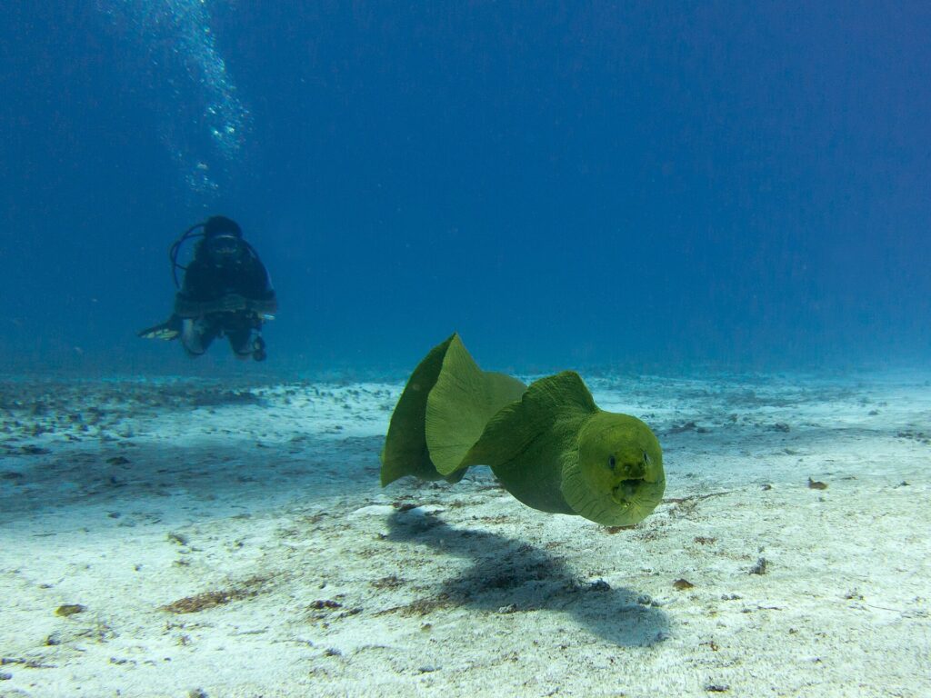 Uma moreia-verde nada no azul acima da areia, de boca entreaberta, com um mergulhador ao fundo, em Cozumel