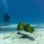 Uma moreia-verde nada no azul acima da areia, de boca entreaberta, com um mergulhador ao fundo, em Cozumel