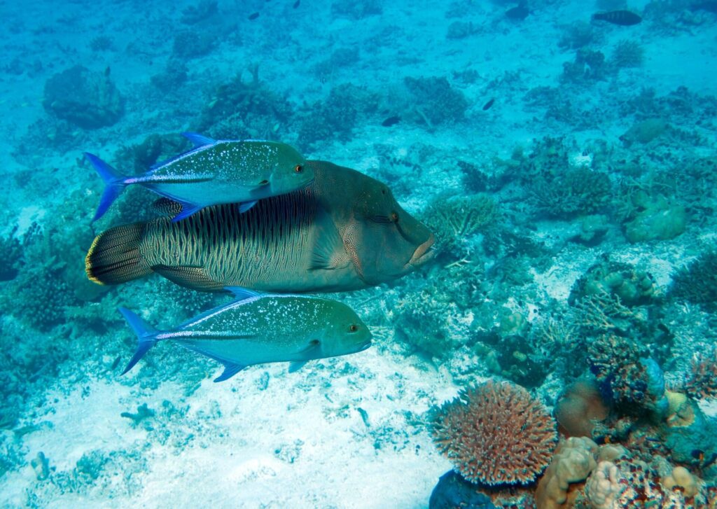 Um peixe-napoleão de flancos finamente listrados escoltado por dois xaréus-azuis pintados, acima de um recife claro