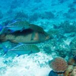 Um peixe-napoleão de flancos finamente listrados escoltado por dois xaréus-azuis pintados, acima de um recife claro