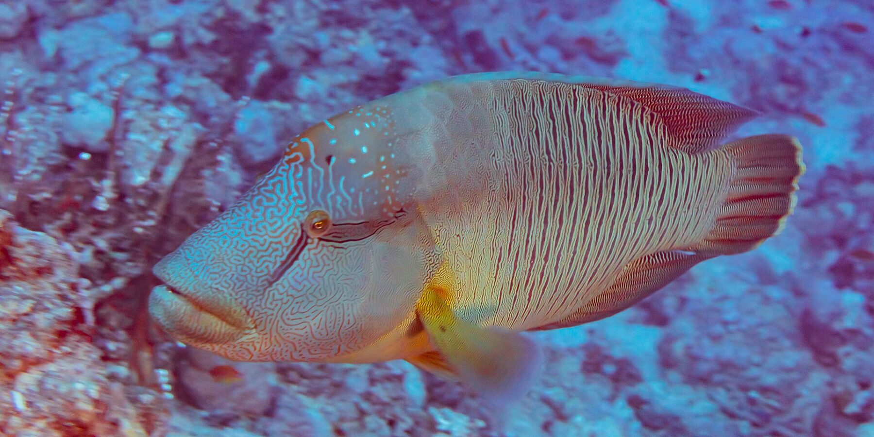 Um peixe-napoleão visto de lado, a cabeça coberta por um labirinto de linhas e os flancos riscados de linhas verticais finas, diante de um recife