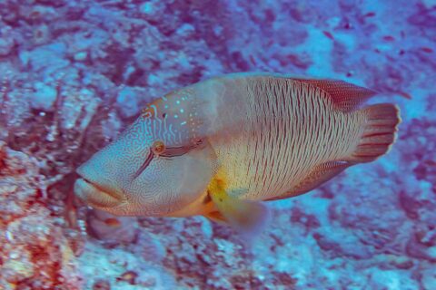 Um peixe-napoleão visto de lado, a cabeça coberta por um labirinto de linhas e os flancos riscados de linhas verticais finas, diante de um recife