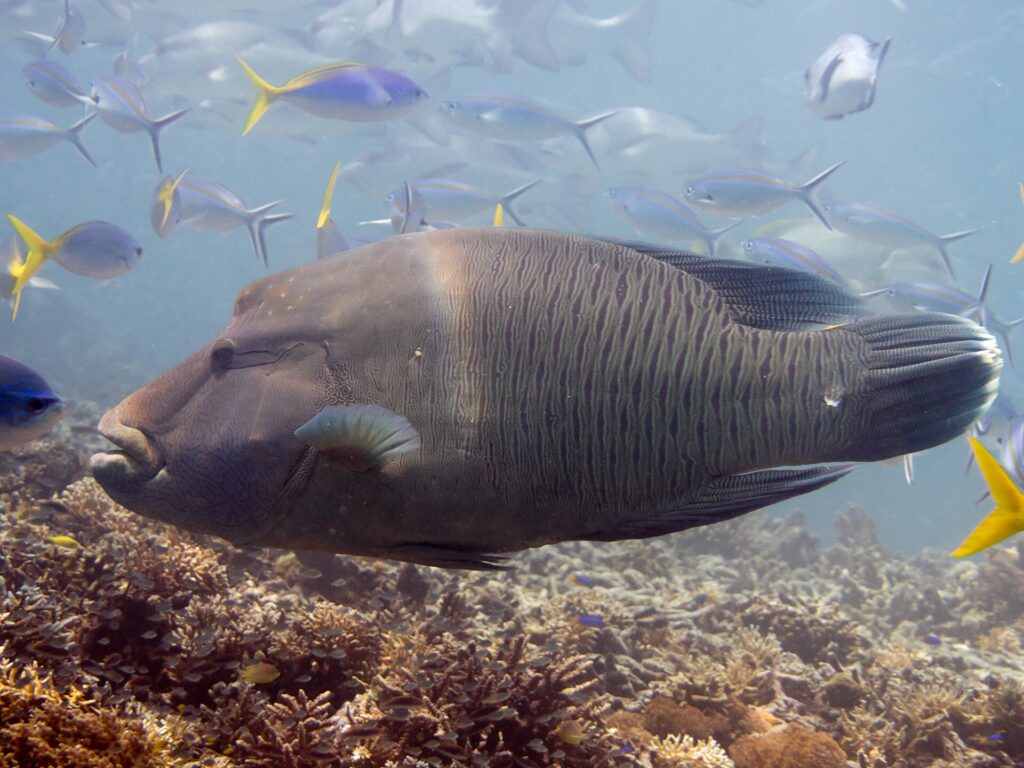 Um peixe-napoleão grande de perfil sobre o recife, com a corcova da testa e os lábios grossos para a frente, a cabeça marmorizada por uma rede de linhas finas e peixes-fuzileiros em volta