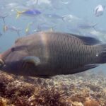 Um peixe-napoleão grande de perfil sobre o recife, com a corcova da testa e os lábios grossos para a frente, a cabeça marmorizada por uma rede de linhas finas e peixes-fuzileiros em volta