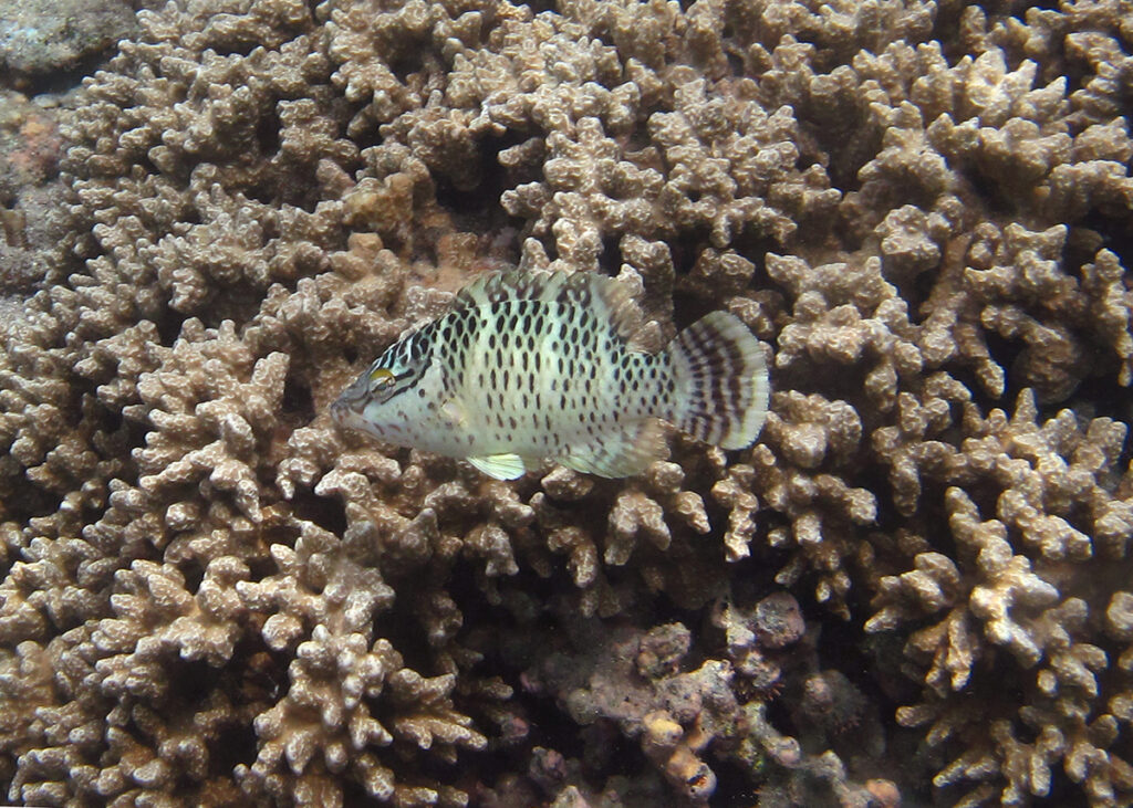 Um peixe-napoleão jovem sobre um coral ramificado, o corpo claro pontilhado de fileiras de pontos escuros, dois traços pretos saindo do olho e a caudal listrada de escuro