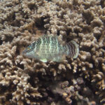 Um peixe-napoleão jovem sobre um coral ramificado, o corpo claro pontilhado de fileiras de pontos escuros, dois traços pretos saindo do olho e a caudal listrada de escuro