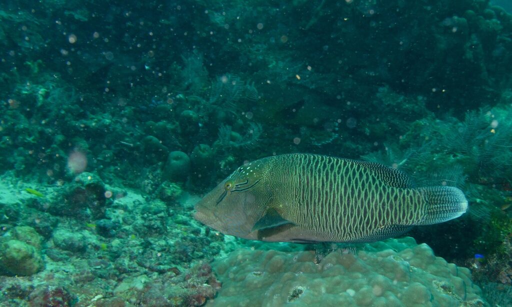 Um peixe-napoleão jovem maior sobre um bloco de coral, marrom-esverdeado, com dois traços pretos atrás do olho, a testa ainda sem corcova e os flancos cobertos por uma rede de linhas claras