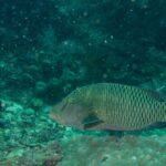 Um peixe-napoleão jovem maior sobre um bloco de coral, marrom-esverdeado, com dois traços pretos atrás do olho, a testa ainda sem corcova e os flancos cobertos por uma rede de linhas claras