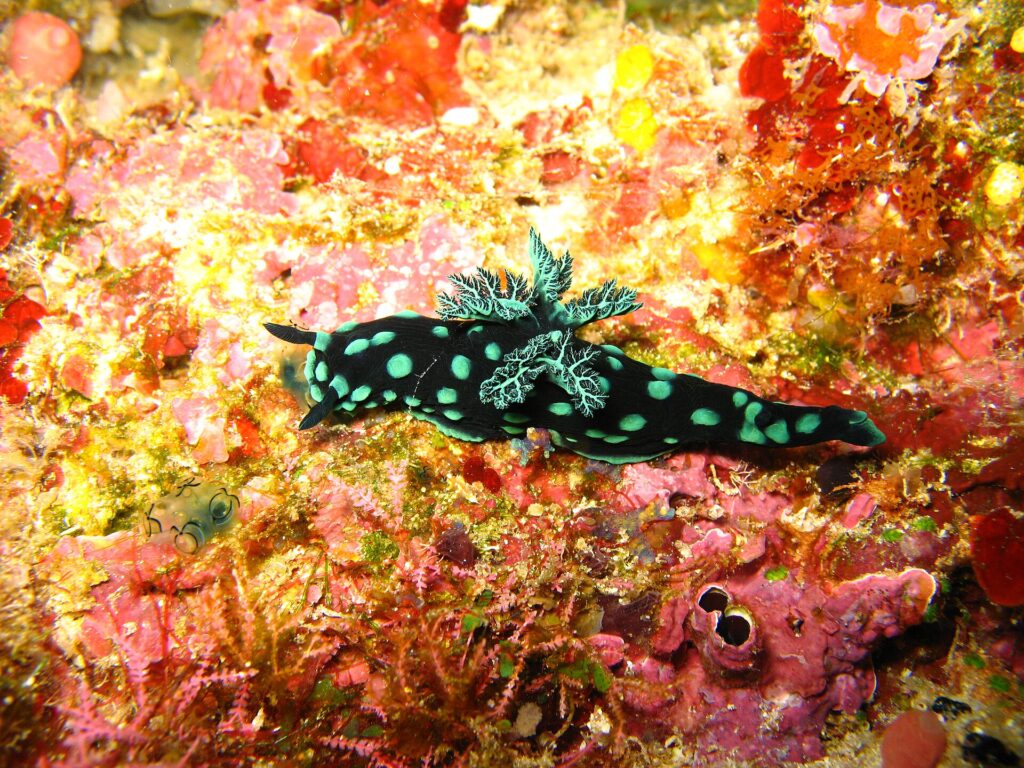 Um nudibrânquio preto salpicado de manchas verde-turquesa, com as brânquias ramificadas erguidas no dorso, rastejando numa parede forrada de esponjas vermelhas, rosa e amarelas.