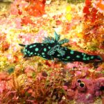 Um nudibrânquio preto salpicado de manchas verde-turquesa, com as brânquias ramificadas erguidas no dorso, rastejando numa parede forrada de esponjas vermelhas, rosa e amarelas.