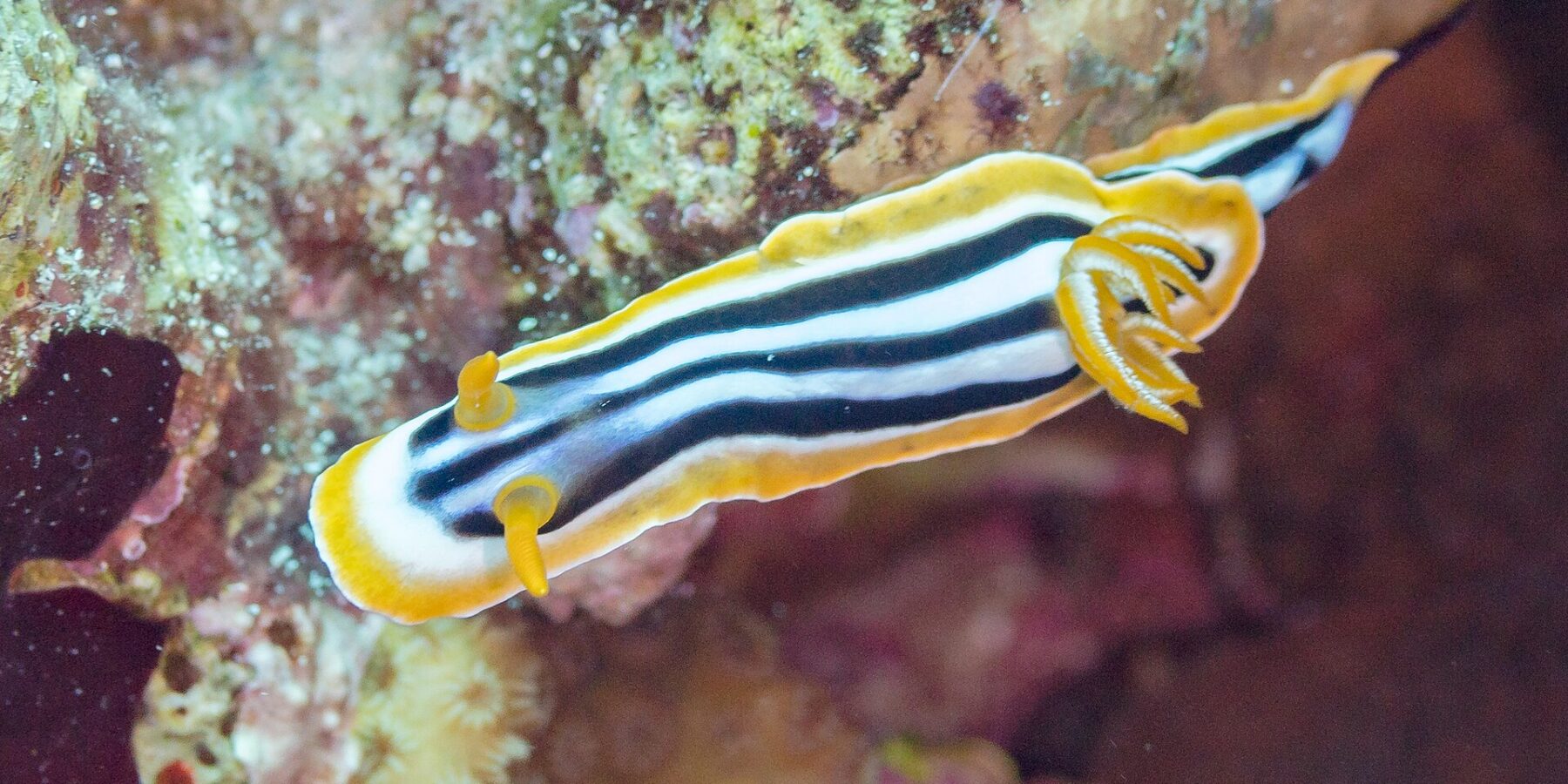 Um nudibrânquio alongado listrado de preto e branco-azulado, debruado de laranja, com dois rinóforos laranja erguidos na frente e um penacho de brânquias laranja atrás, no recife