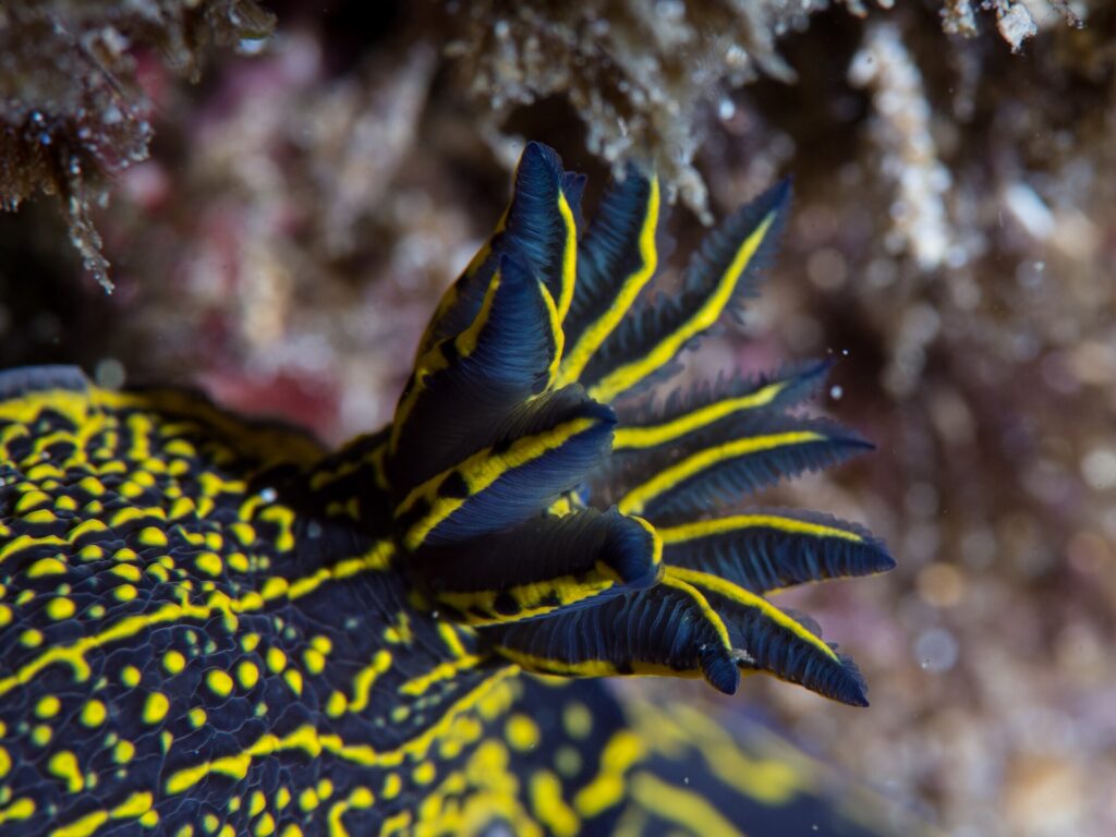 Close do penacho de brânquias plumosas de um nudibrânquio azul-escuro, cada folha debruada de amarelo, sobre um dorso salpicado de pontos e linhas amarelas