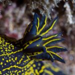 Close do penacho de brânquias plumosas de um nudibrânquio azul-escuro, cada folha debruada de amarelo, sobre um dorso salpicado de pontos e linhas amarelas