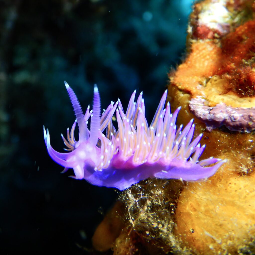 Uma flabelina violeta sobre uma esponja laranja, o dorso eriçado de ceratas violeta com miolo laranja e ponta branca, dois rinóforos anelados erguidos na cabeça