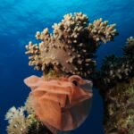 Uma grande desova de nudibrânquio em fita rosa-salmão, franzida como uma gola, enrolada na base de um coral mole sob a superfície
