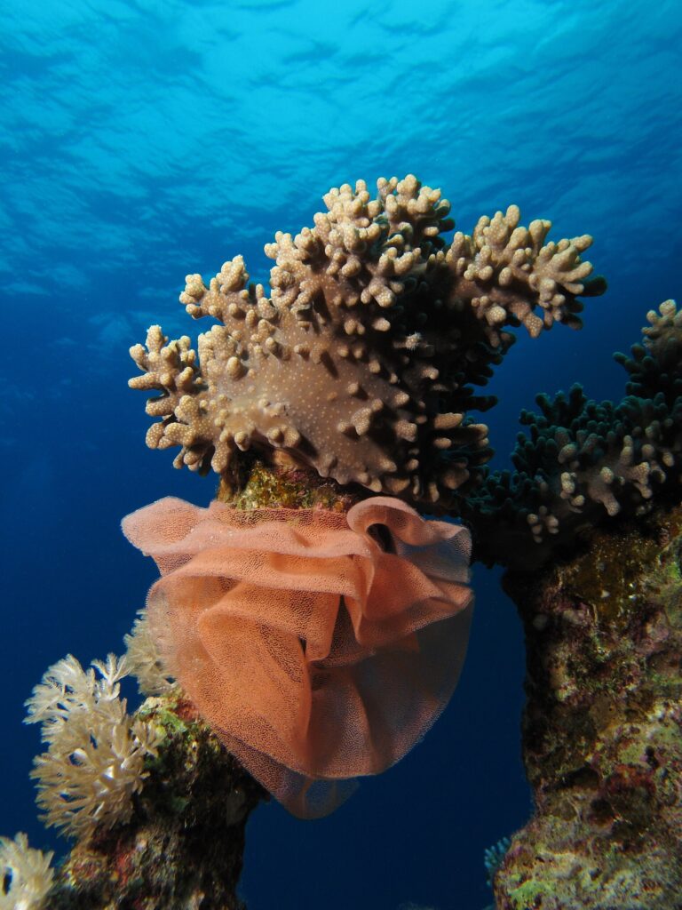 Uma grande desova de nudibrânquio em fita rosa-salmão, franzida como uma gola, enrolada na base de um coral mole sob a superfície