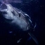 Retrato de frente de um tubarão-baleia com a boca escancarada, à noite, numa água negra cheia de plâncton, com rêmoras grudadas na cabeça
