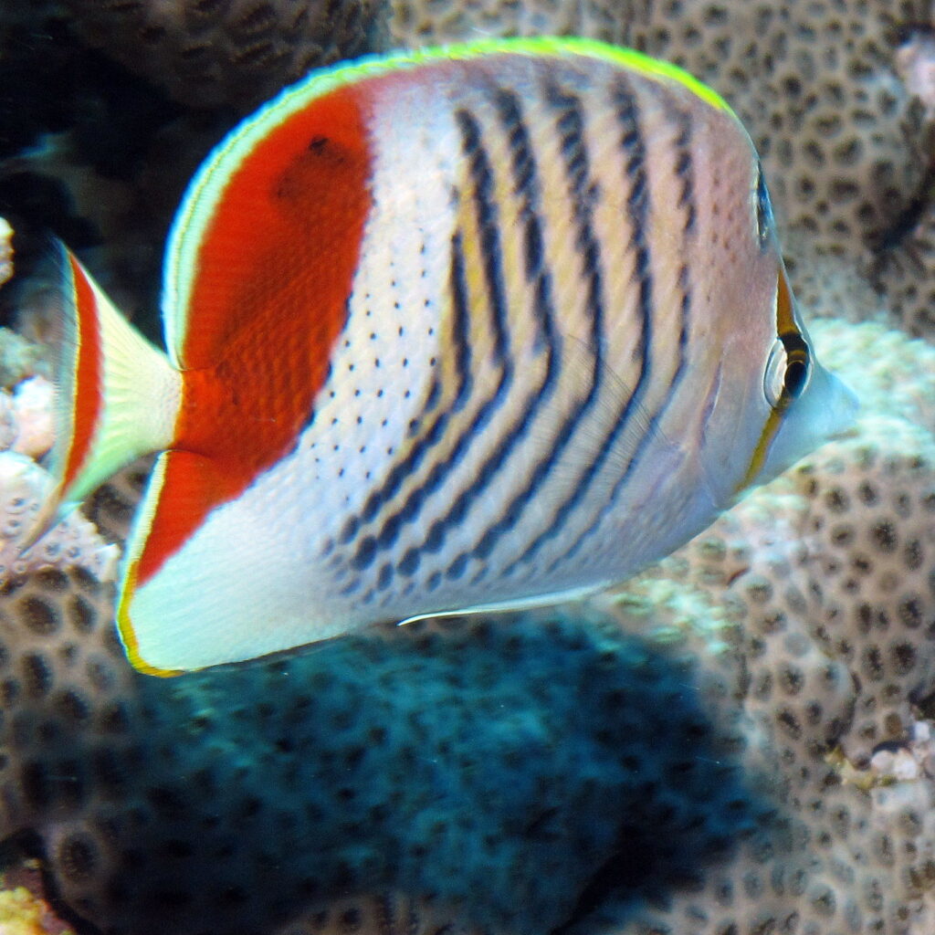Um peixe-borboleta-coroado, branco listrado de preto com o dorso vermelho, em close diante de um coral