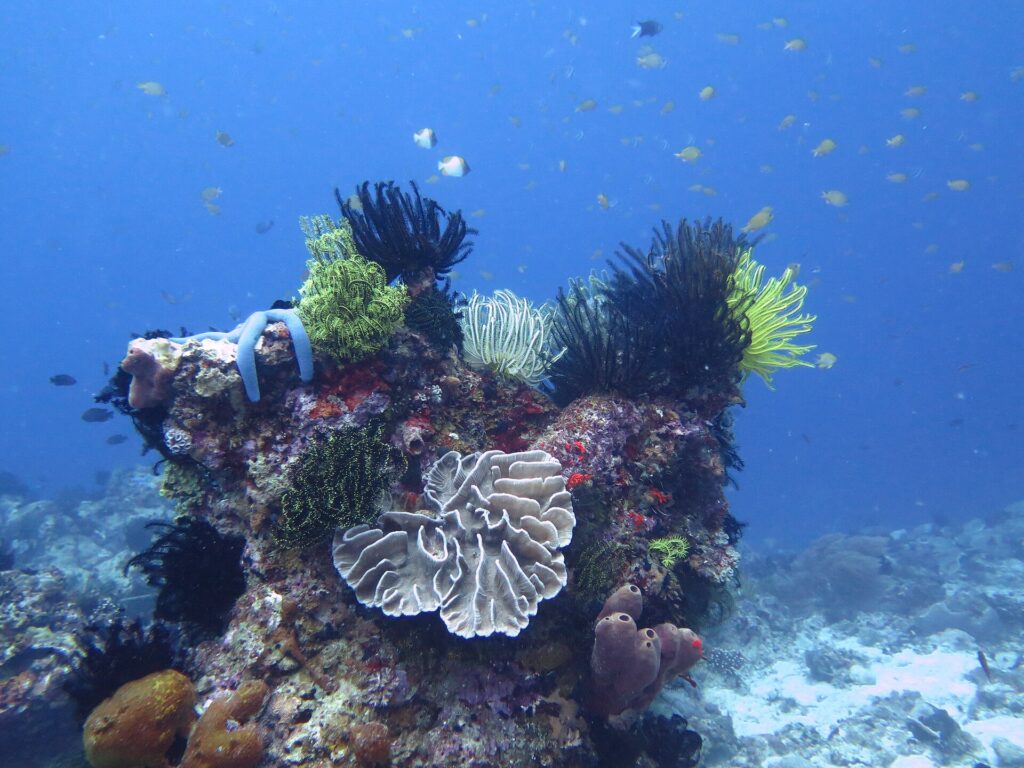 Um cabeço de coral coberto de crinoides pretos, amarelos e brancos, com uma estrela-do-mar azul, um coral em folhas claro no centro e esponjas tubulares lilases, sob uma nuvem de peixinhos no azul.
