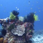 Um cabeço de coral coberto de crinoides pretos, amarelos e brancos, com uma estrela-do-mar azul, um coral em folhas claro no centro e esponjas tubulares lilases, sob uma nuvem de peixinhos no azul.